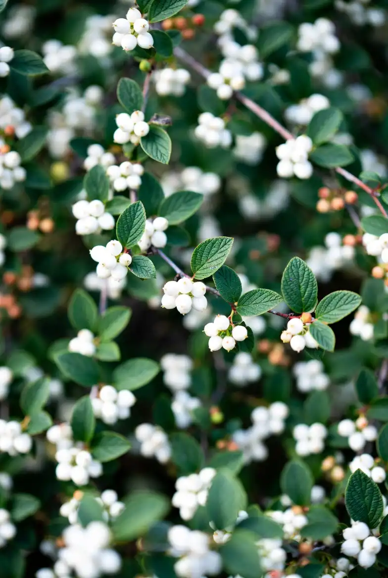 Декоративные кустарники