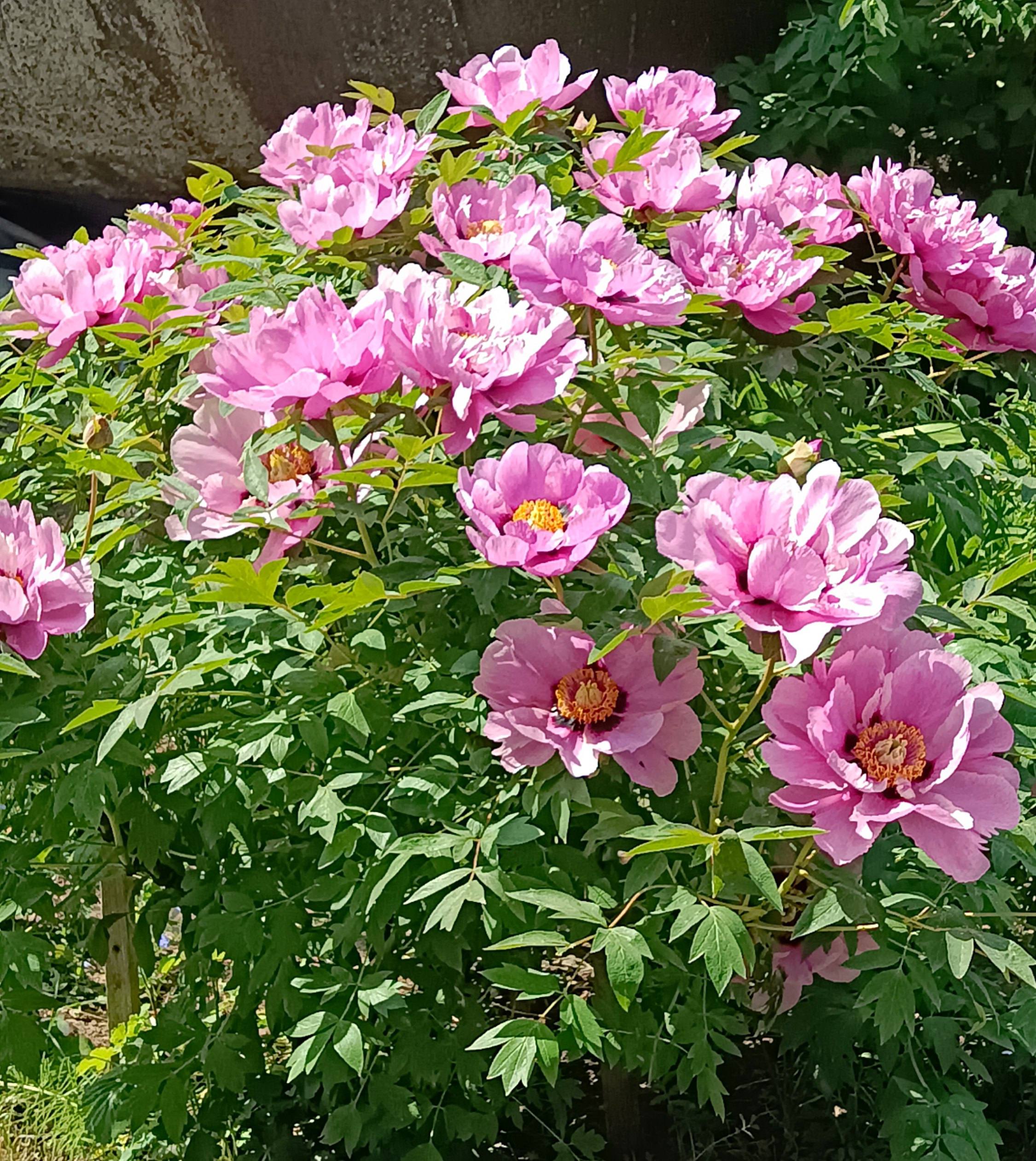 Древовидный пион