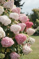 Метельчатая гортензия Ванила Фрайз