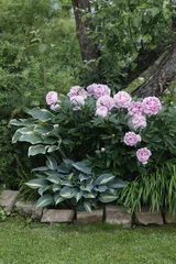 Древовидный пион