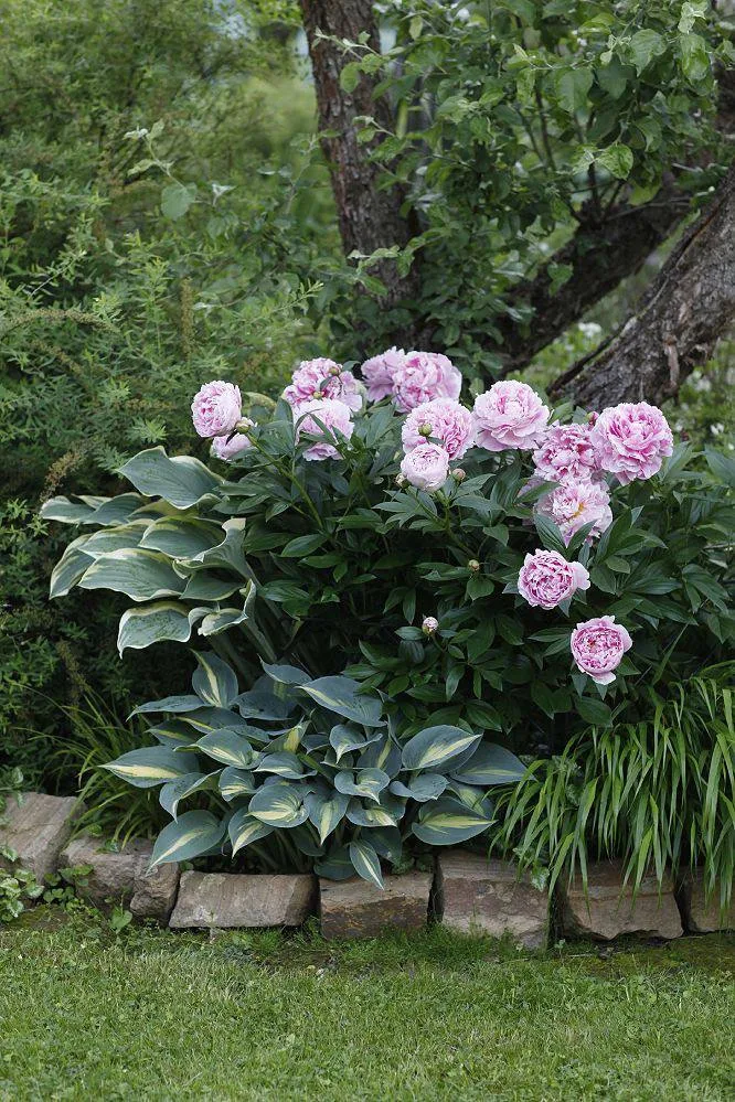 Древовидный пион