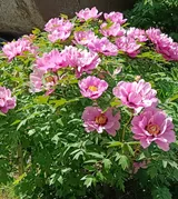 Древовидный пион