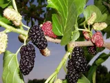 Шелковица плакучая