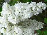 Сирень Белая махровая