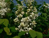 Сирень Белая махровая