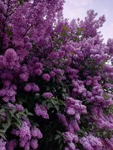 Сирень Сумерки