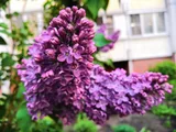 Сирень Огни Москвы